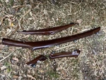 2015-2020 Cadillac Escalade Dashboard Trim Cover Molding Panel 1544 Oem Set Of 4. Fixed Price $249.95.
